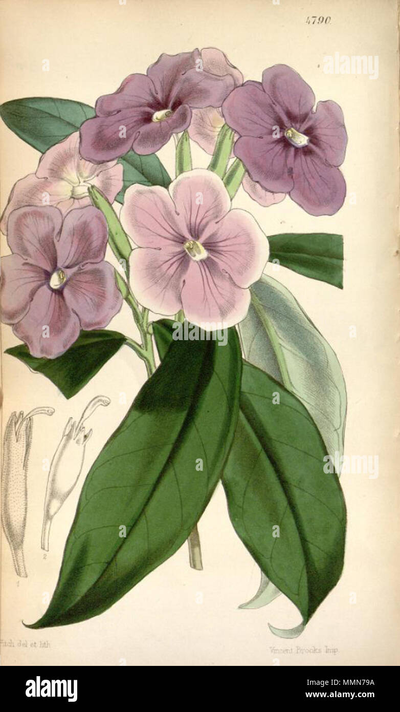. Illustration of Brunfelsia pauciflora (as Franciscea eximia)  . 1854. William Jackson Hooker (1785-1865) 102 Brunfelsia pauciflora Curtis 4790 Stock Photo