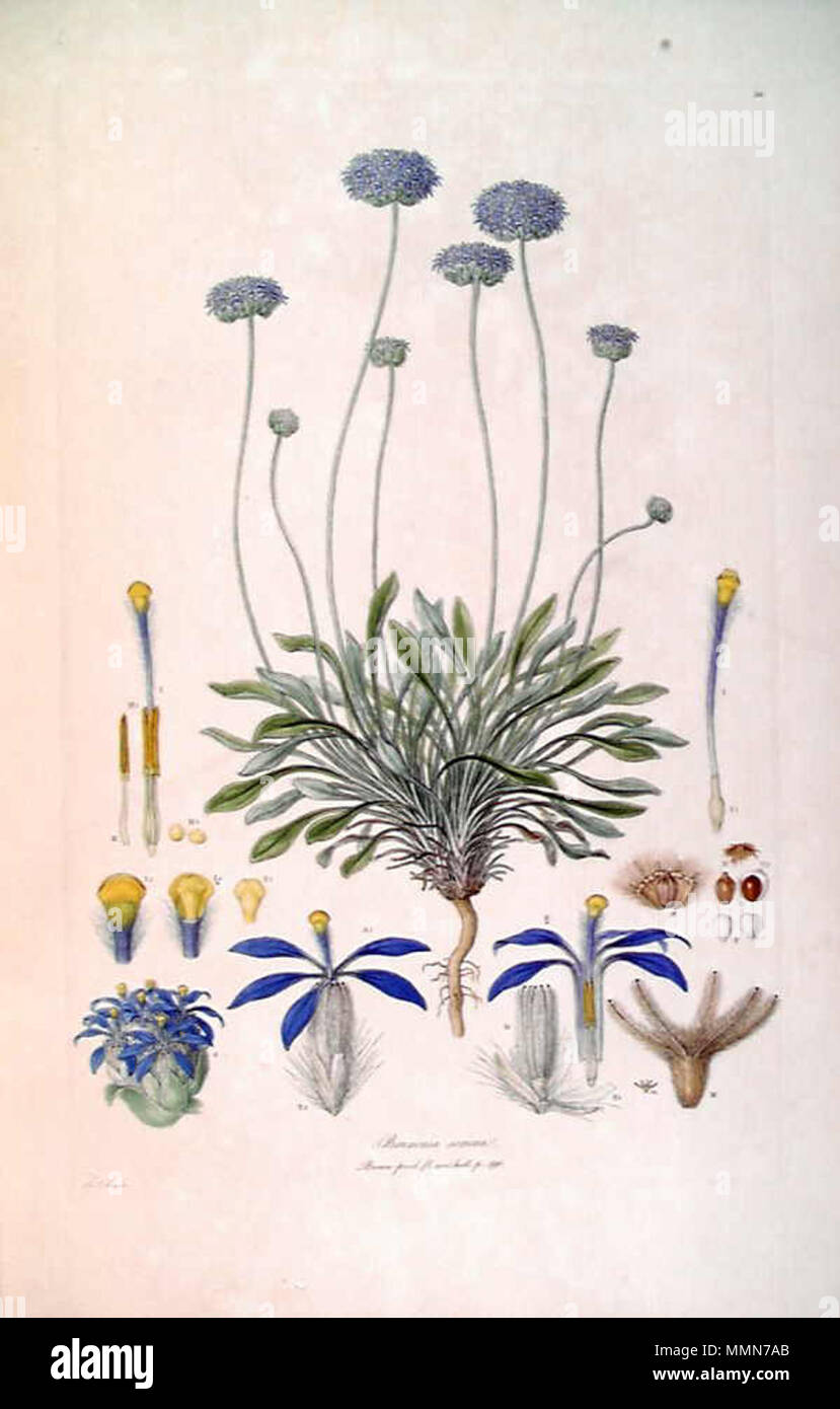 . This is a scan of Plate 10 from Ferdinand Bauer's Illustrationes Florae Novae Hollandiae. The plant featured is Brunonia australis, then known as Brunonia sericea.  . early 19th century. Ferdinand Bauer (1760–1826) 102 Brunonia sericea (Illustrationes Florae Novae Hollandiae plate 10) Stock Photo
