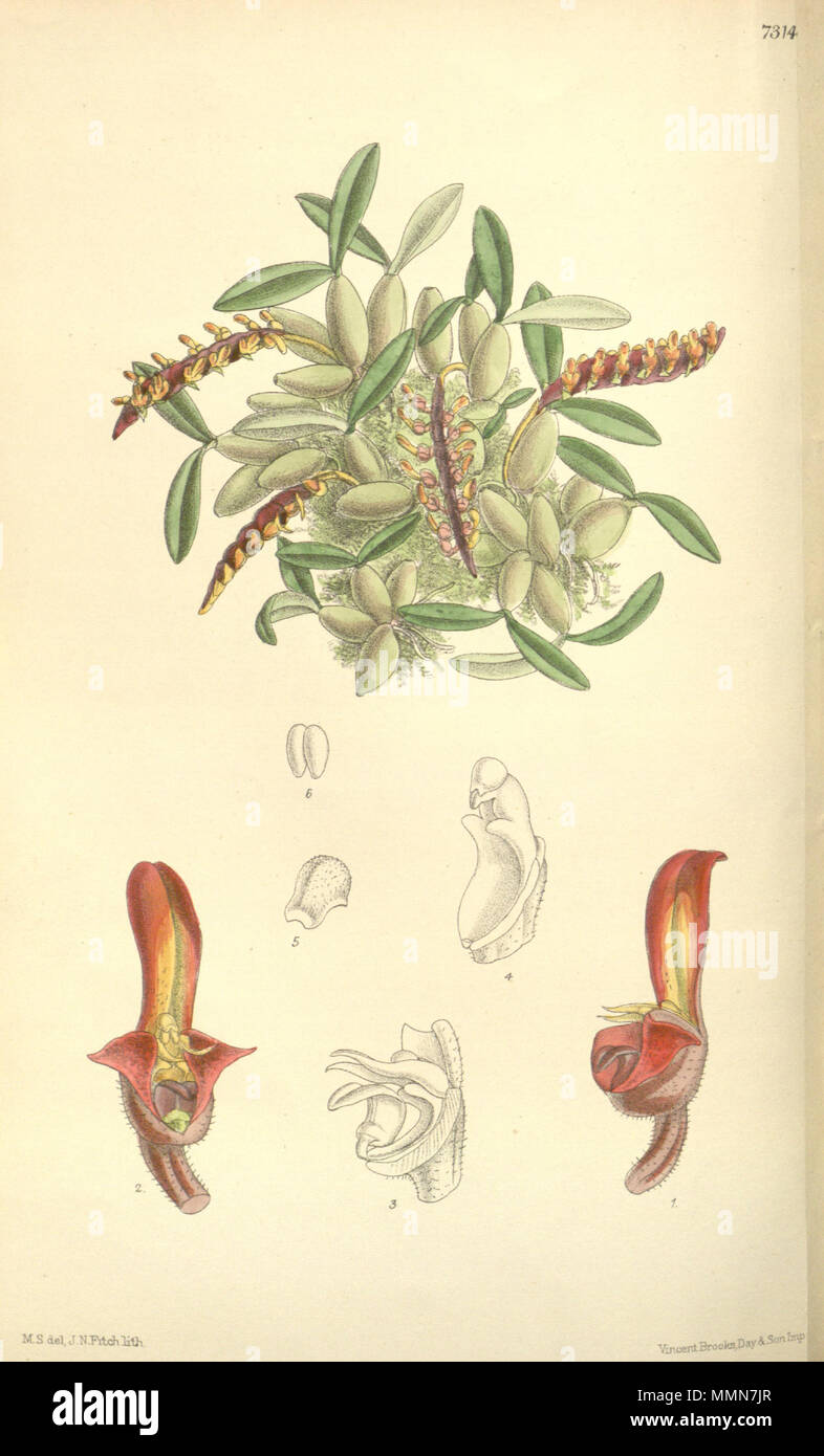 . Illustration of Bulbophyllum falcatum var. velutinum (as syn. Megaclinium minutum)  . 1893. M. S. del. ( = Matilda Smith, 1854-1926), J. N. Fitch lith. ( = John Nugent Fitch, 1840–1927) Description by Joseph Dalton Hooker (1817—1911) 104 Bulbophyllum falcatum var. velutinum (as Megaclinium minutum) - Curtis' 119 (Ser. 3 no. 49) pl. 7314 (1893) Stock Photo