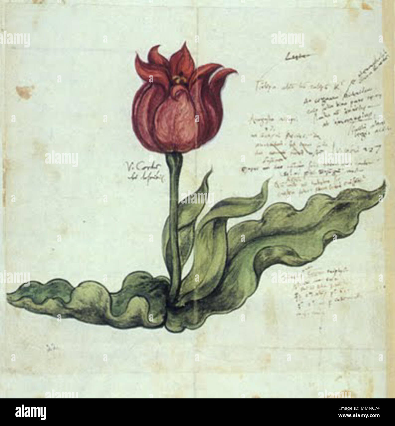 . English: Wood engraving after a drawing of a tulip by Conrad Gesner, ca. 1561, with Gesner's own handwriting. This image depicts the tulip discovered by Gesner in Augsburg in April 1559 - the first reliably known tulip in the Christian world. Modern botanists place it into Tulipa suaveolens species. Русский: Тюльпан. Гравюра по рисунку Конрада Геснера, с собственноручными заметками Геснера, около 1561. Это тот самый экземпляр, который Геснер наблюдал в Аугсбурге в апреле 1559 года - первый достоверно известный тюльпан христианской Европы. По мнению современных ботаников, это растения вида Tu Stock Photo