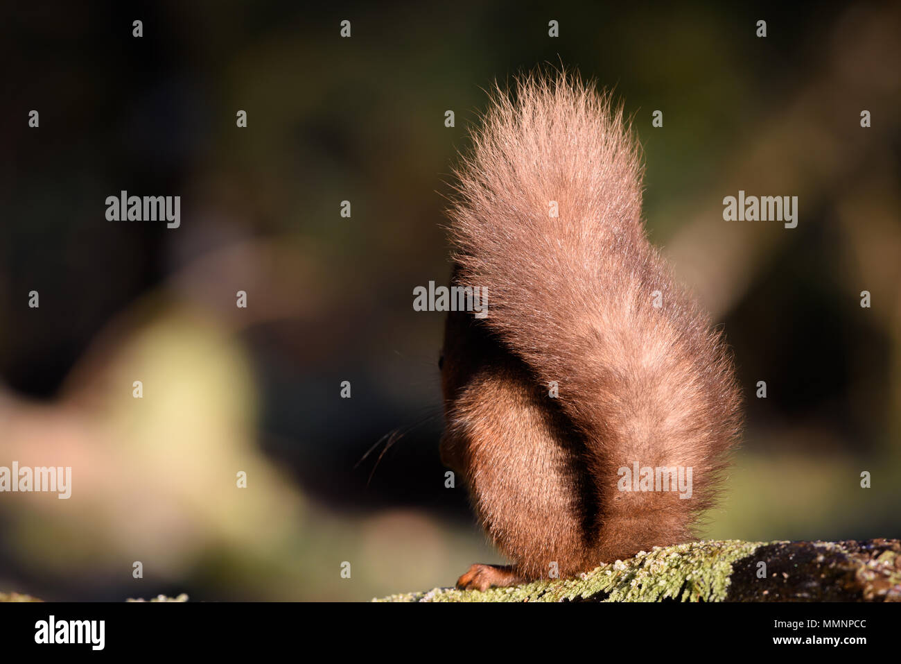 Squirrel in a woodland scene near Lockerbie. Scotland. Stock Photo