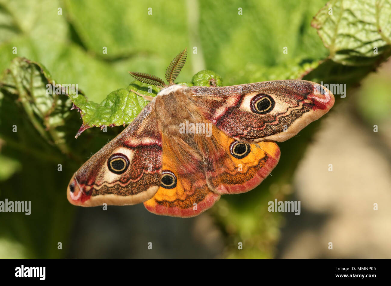 A stunning male Emperor Moth (Saturnia pavonia) perching on a leaf ...