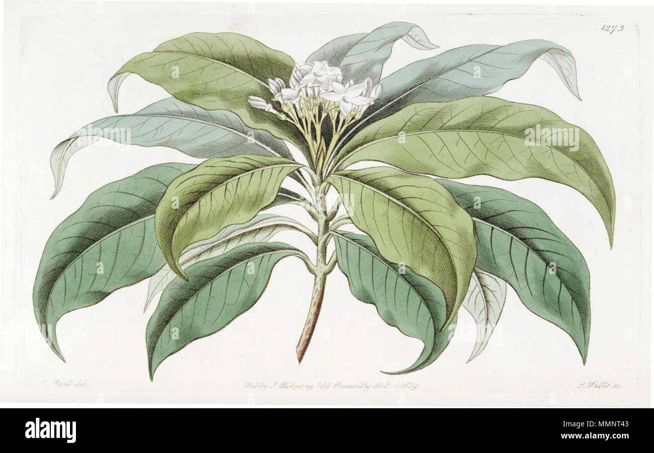 . Rauvolfia densiflora  . 1829. Botanical Register 4 1273 Rauvolfia densiflora Stock Photo