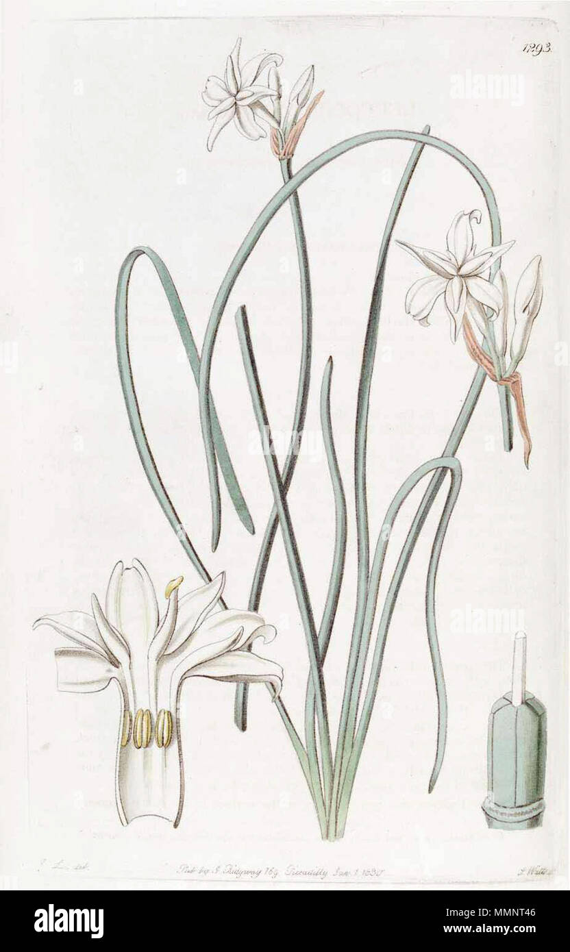 . Leucocoryne odorata  . 1830. Botanical Register 4 1293 Leucocoryne odorata Stock Photo