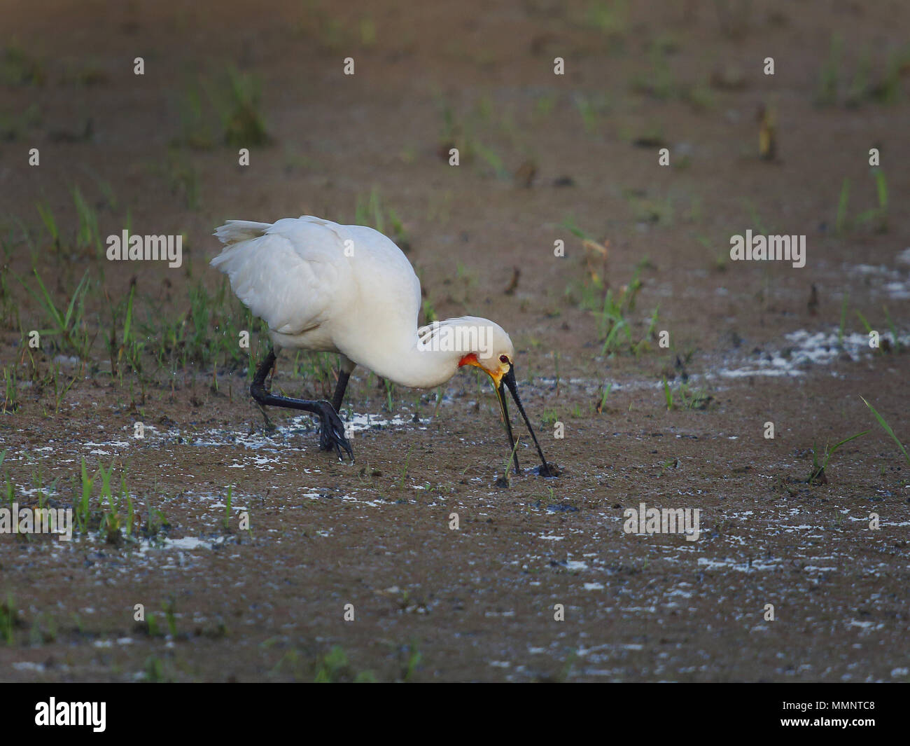 Herons, Kingfishers, Storks, Woodpeckers, Cranes of Inda Stock Photo