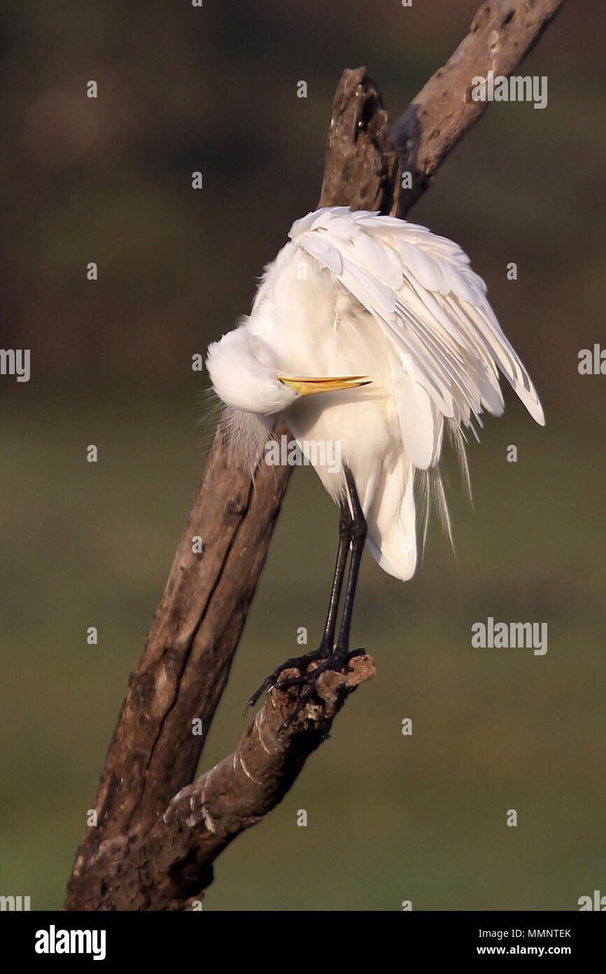 Herons, Kingfishers, Storks, Woodpeckers, Cranes of Inda Stock Photo