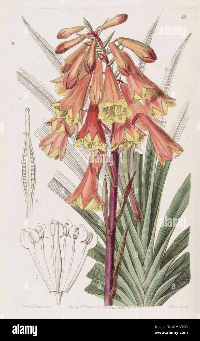 . Blandfordia punicea  . 1845. Botanical Register 6 18 Blandfordia punicea Stock Photo