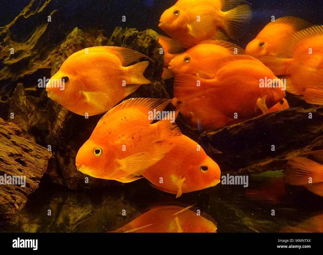 A fish tank with tropical blood parrot cichlid fish Stock Photo