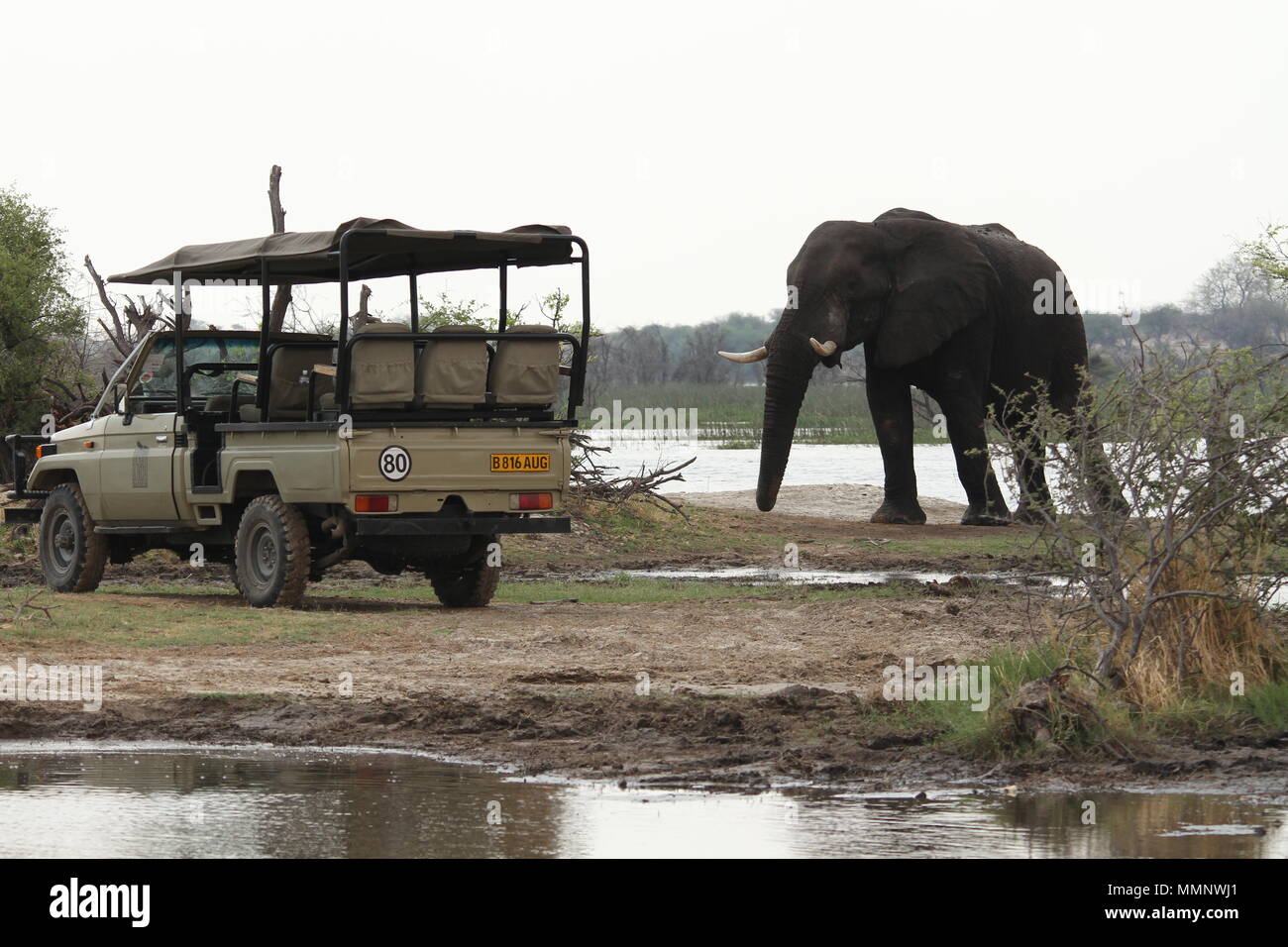 Elephant and tourist jeep, Makgadikgadi Pans Park, Botswana Stock Photo