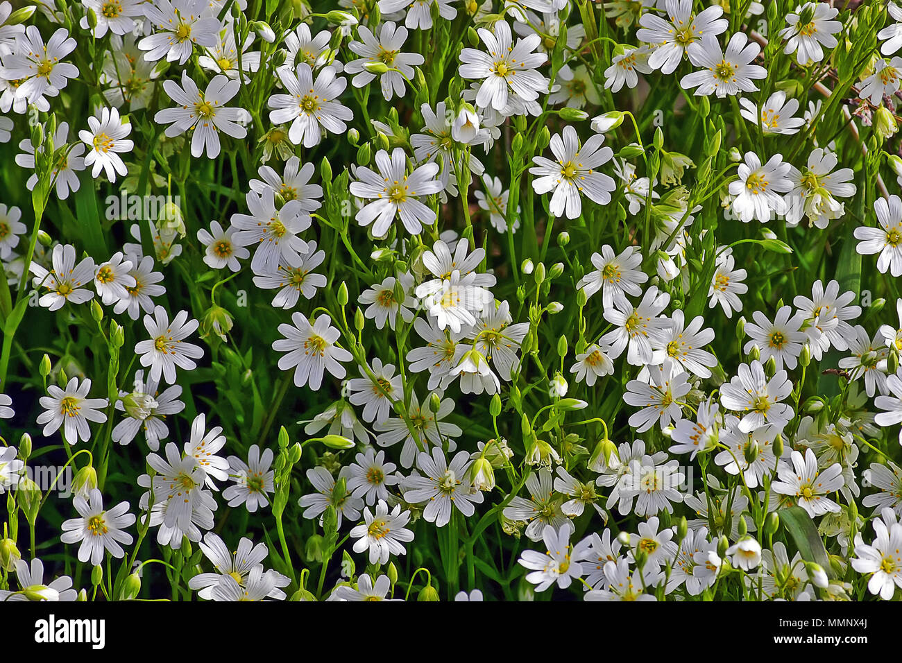 Greater Stitchwort in abundance on the clifftop paths of the North Yorkshire coast near Scarborough. Stock Photo