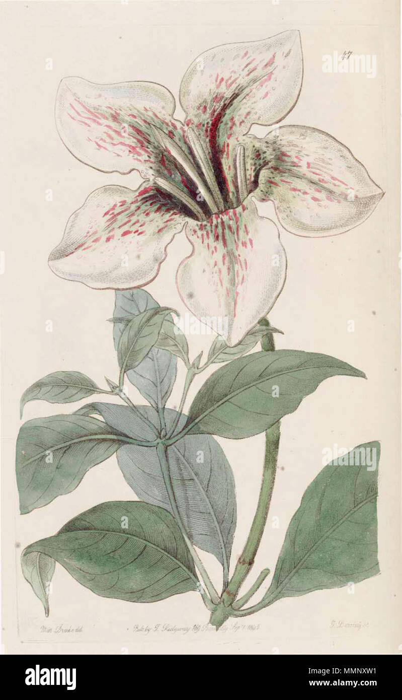 . Rothmannia longiflora  . 1845. Botanical Register 17 47 Rothmannia longiflora Stock Photo