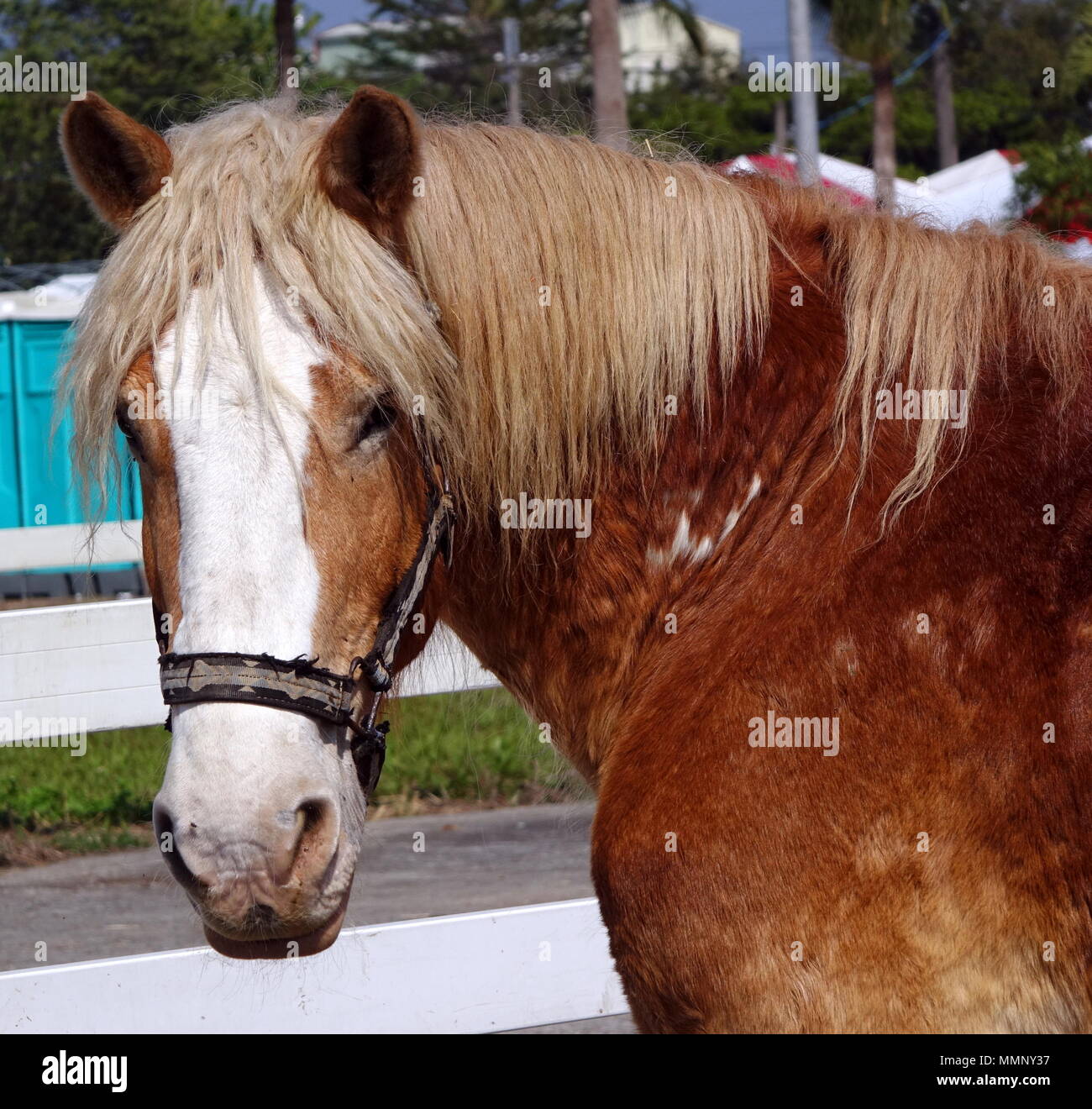 Closeup view of a tired old horse Stock Photo Alamy