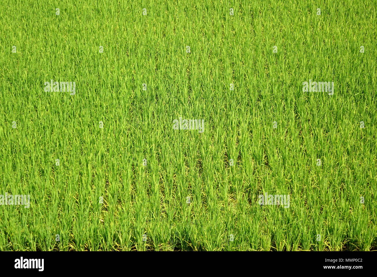 Aerial view of a lush hi-res stock photography and images - Alamy