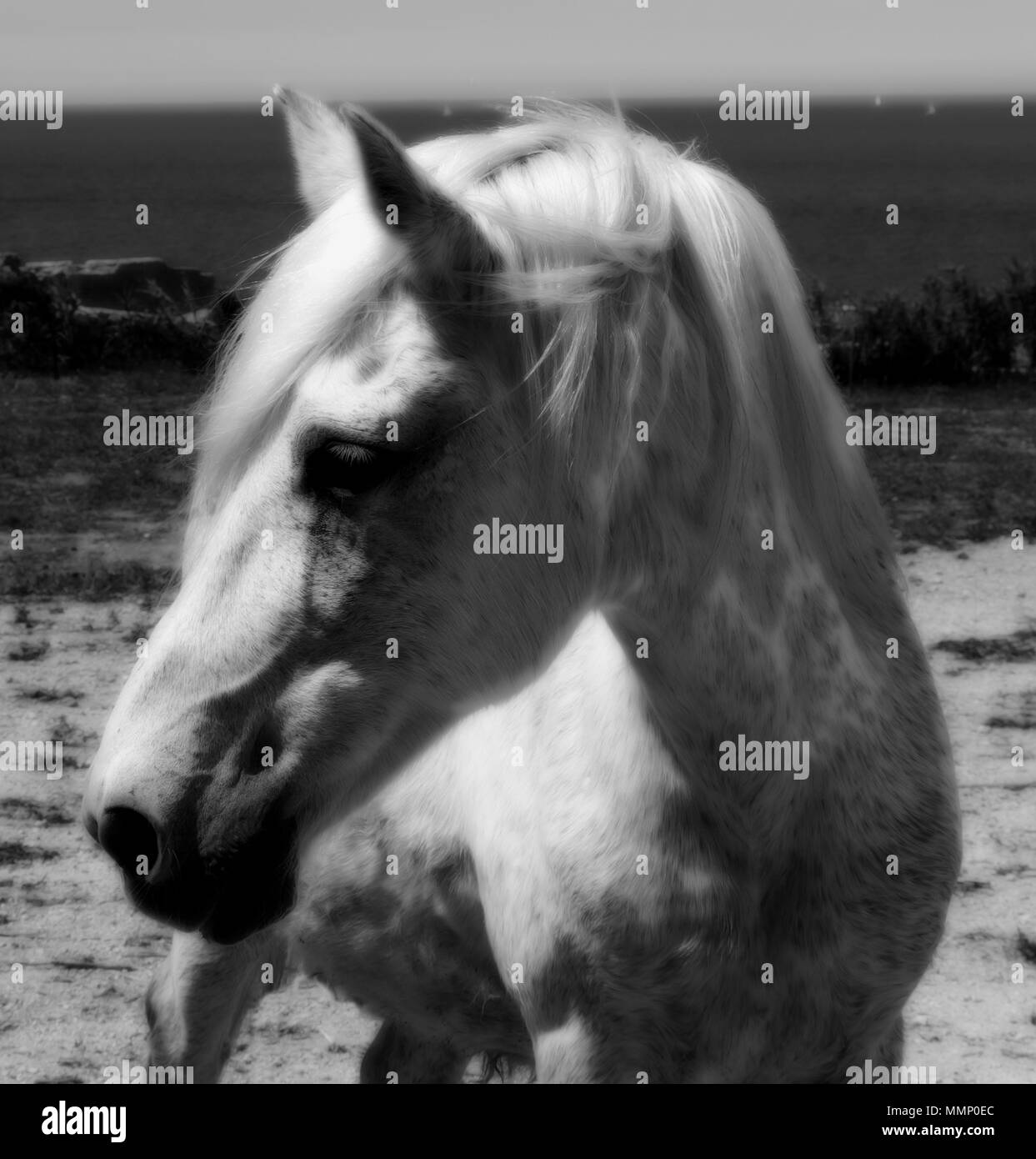 Stallion closeup Black and White Stock Photos & Images - Alamy
