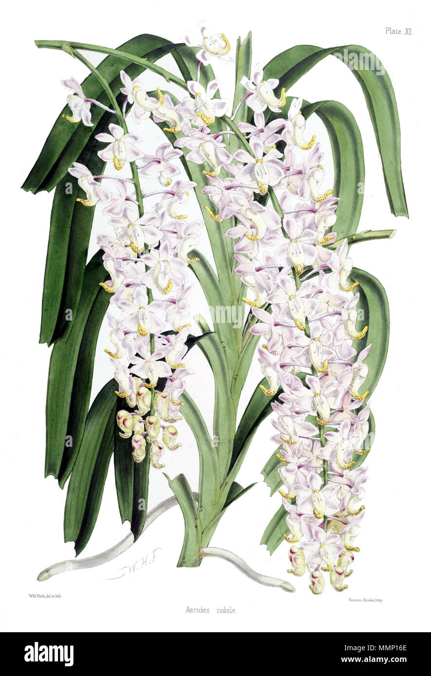 . Illustration of Aërides Nobile, aka Aerides odoratum, a species of orchid  . between 1862 and 1865. Robert Warner (1814-1896), illustrator: Walter Hood Fitch 28 AeridesNobile Stock Photo