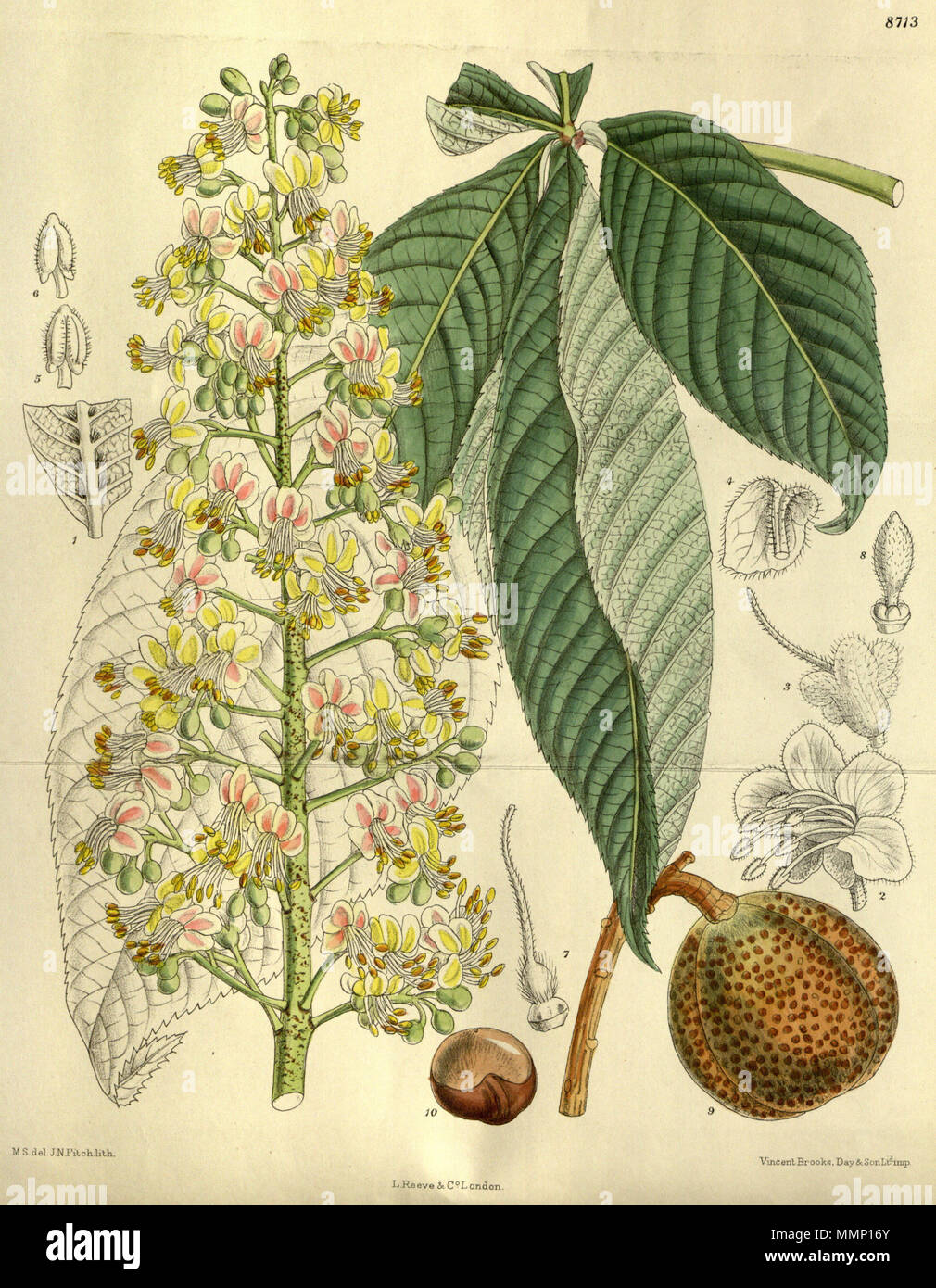 . Aesculus turbinata, Sapindaceae  . 1917. M.S. del., J.N.Fitch lith. 28 Aesculus turbinata 143-8713 Stock Photo