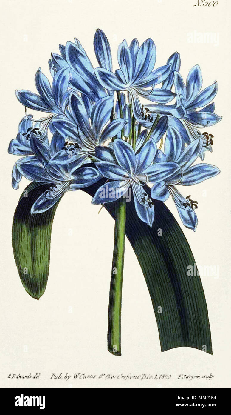 . English: African Agapanthus Agapanthus africanus (Agapanthus umbellatus) Downloaded from : en:http://www.nal.usda.gov/curtis/500jpg.shtml From The Botanical Magazine vol. 14 pl. 500 (1800) Text and images in this presentation are not copyrighted, and may be used with attribution to the National Agricultural Library, ARS, USDA.  . This file is lacking author information. 29 Agapanthus-umbellatus Stock Photo