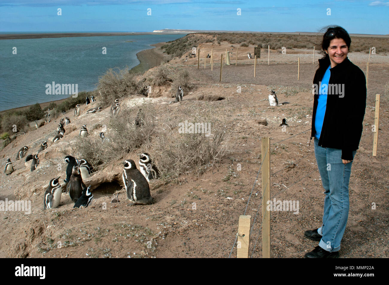 Woman observes Magellanic penguins, Spheniscus magellanicus, at the Caleta Valdes, Peninsula Valdes, Chubut, Patagonia, Argentina Stock Photo