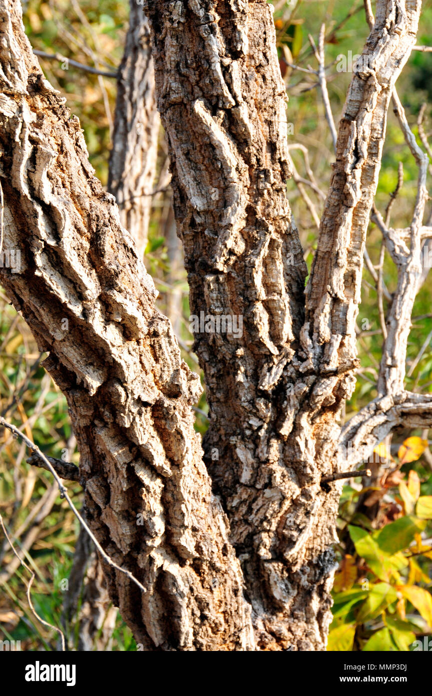 Woody trunk of a Caryocaraceae, possibly Caryocar brasiliense, typical tree in the cerrado ecosystem, Bonito, Mato Grosso do Sul, Brazil Stock Photo