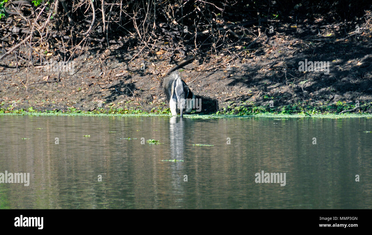 A giant anteater, Myrmecophaga tridactyla, drinks water by the river, Miranda, Mato Grosso do Sul, Brazil Stock Photo