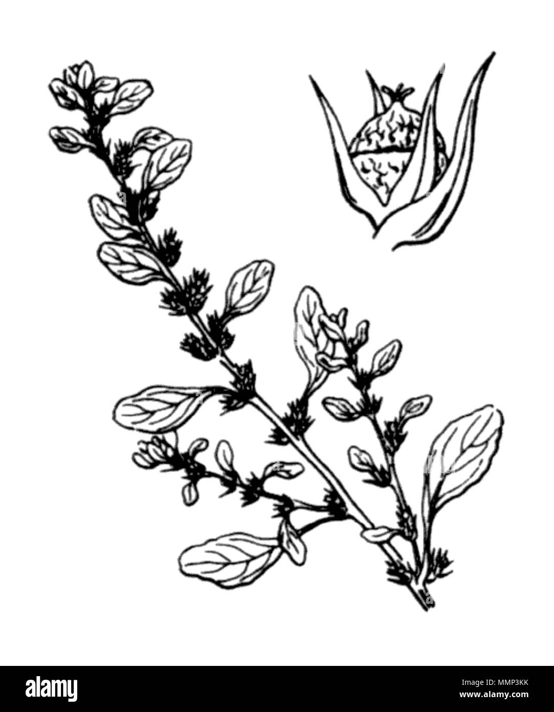 . English: (Gb)Prostate Pigweed, (Us)Tumble Pigweed (Amaranthus albus), an etching by Hippolyte Coste (1858-1924), Flore descriptive et illustrée de la France, de la Corse et des contrées limitrophes, published from 1900 to 1906 by Paul Klincksieck. Français : Amaranthe blanche (Amaranthus albus), gravure d'Hippolye Coste (1858-1924), Flore descriptive et illustrée de la France, de la Corse et des contrées limitrophes, publié de 1900 à 1906 aux éditions Paul Klincksieck. (Es)Bledo blanco, (It)Amaranto bianco, (Nl)Witte Amarant, (De)Weisser Fuchsschwanz 41 Amaranthus albus Coste 3067 Stock Photo