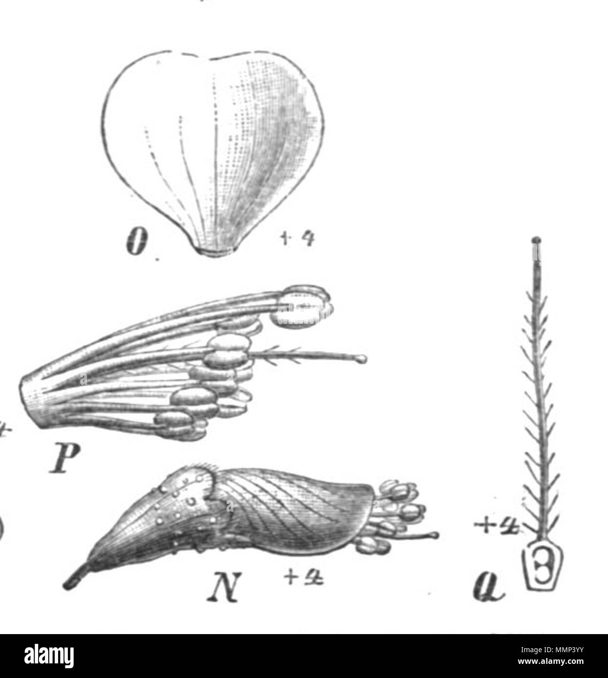 . Illustration from book 42 Amorpha fruticosa Taub115e Stock Photo