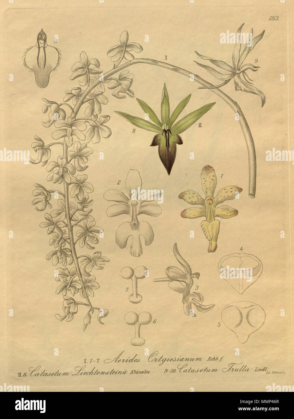 . Illustration of I, 1-7. Aerides roebelenii (as syn. Aerides ortegiesiana, spelled by Kränzlin Aerides ortgiesianum) II, 8. Catasetum socco (as syn. Catasetum lichtensteinii) 9, 10. Catasetum socco (as syn. Catasetum trulla)  . 1900 (book), 1892 (this plate). Friedrich Wilhelm Ludwig Kränzlin (1847-1934) and  Heinrich Gustav Reichenbach  (1824–1889)      Alternative names Rchb.f.  Description German-Saxon botanist, pteridologist, ornithologist and university teacher  Date of birth/death 3 January 1824 6 May 1889  Location of birth/death Dresden Hamburg  Work location Leipzig  Authority contro Stock Photo