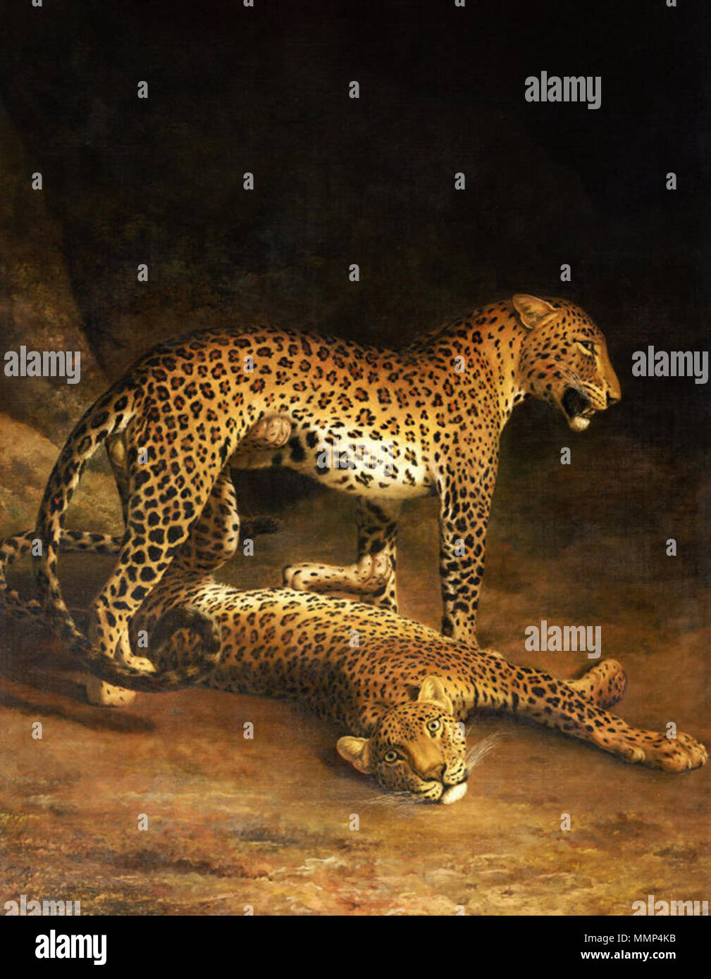Two Leopards Lying in the Exeter. circa 1808. Agasse, Jacques-Laurent - Two Leopards Lying in the Exeter Stock Photo