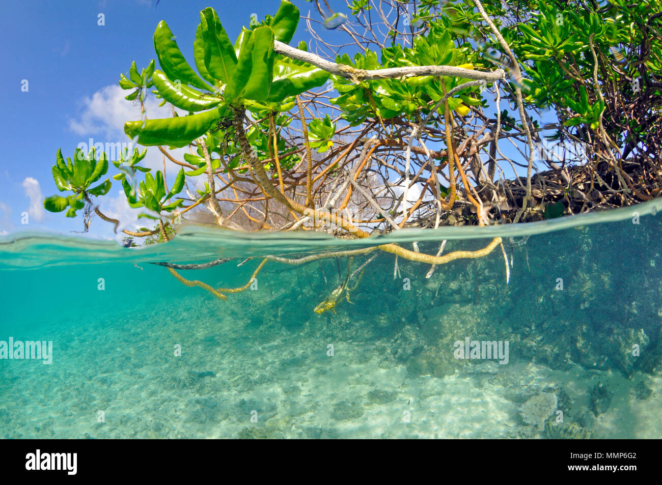 Mangrove Tree Botanical Hi Res Stock Photography And Images Alamy