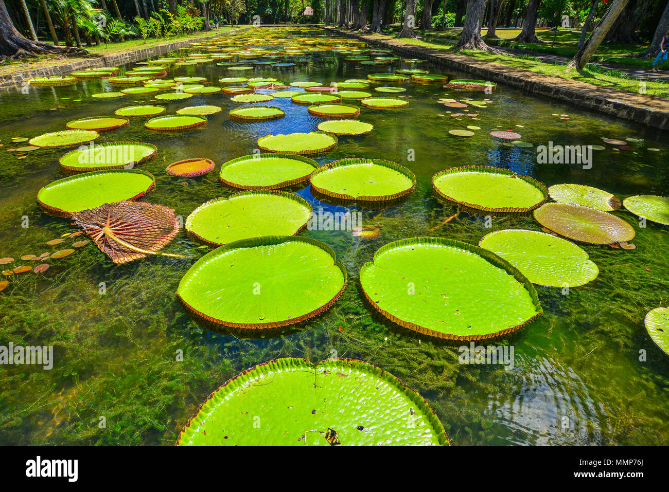 Giant water lilies (Victoria Amazonica) at Sir Seewoosagur Ramgoolam