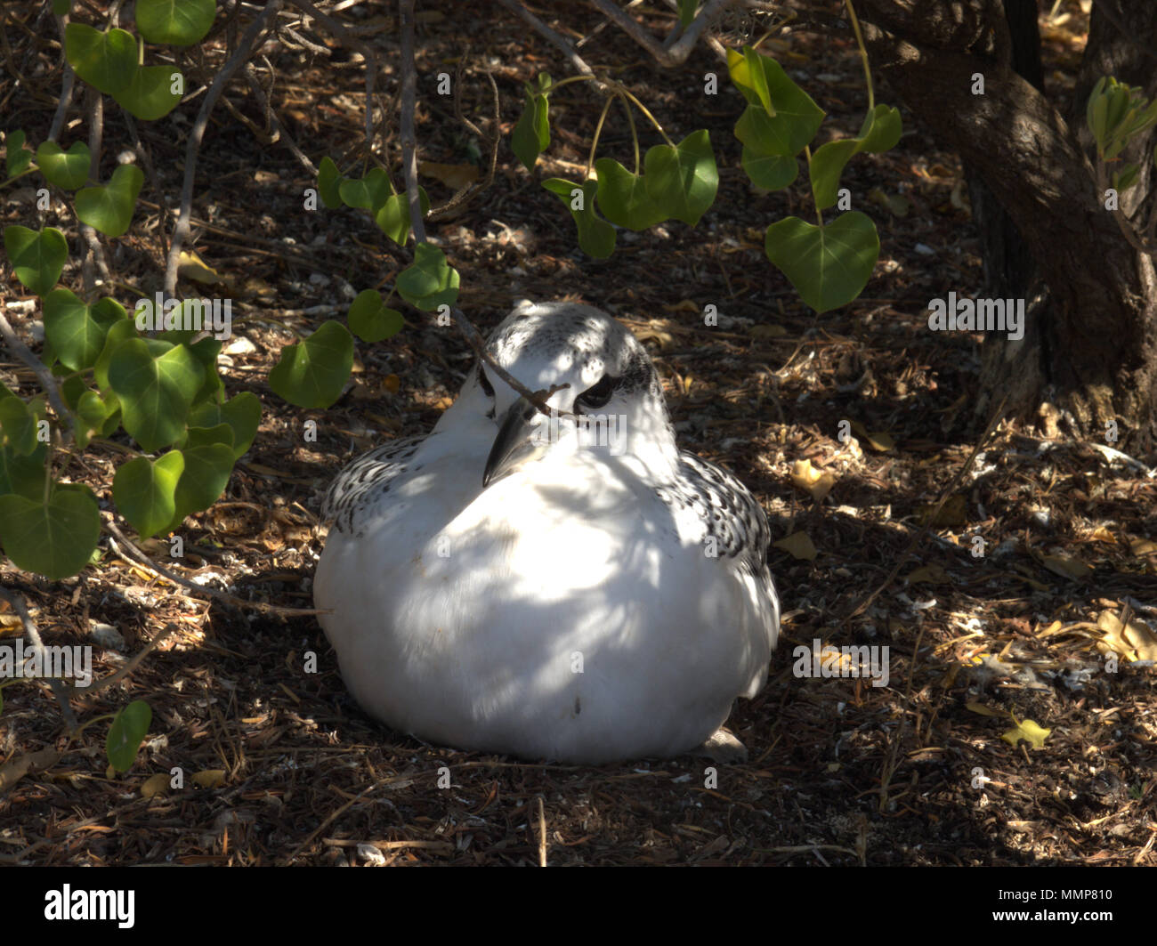 Red-tailed tropic bird (Phaethon rubricauda) Nosy Ve, Southeast Africa, near Anakao, Madagascar, Africa Stock Photo