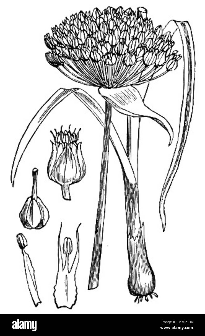 Allium ampeloprasum illustration Black and White Stock Photos & Images ...