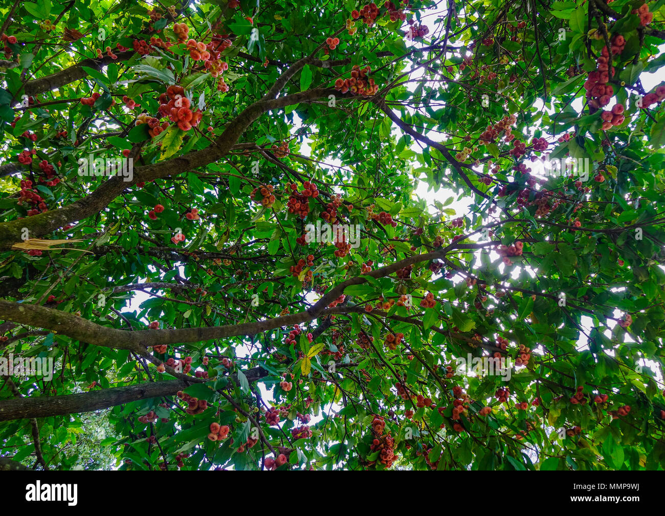 Java apple tree hi-res stock photography and images - Alamy