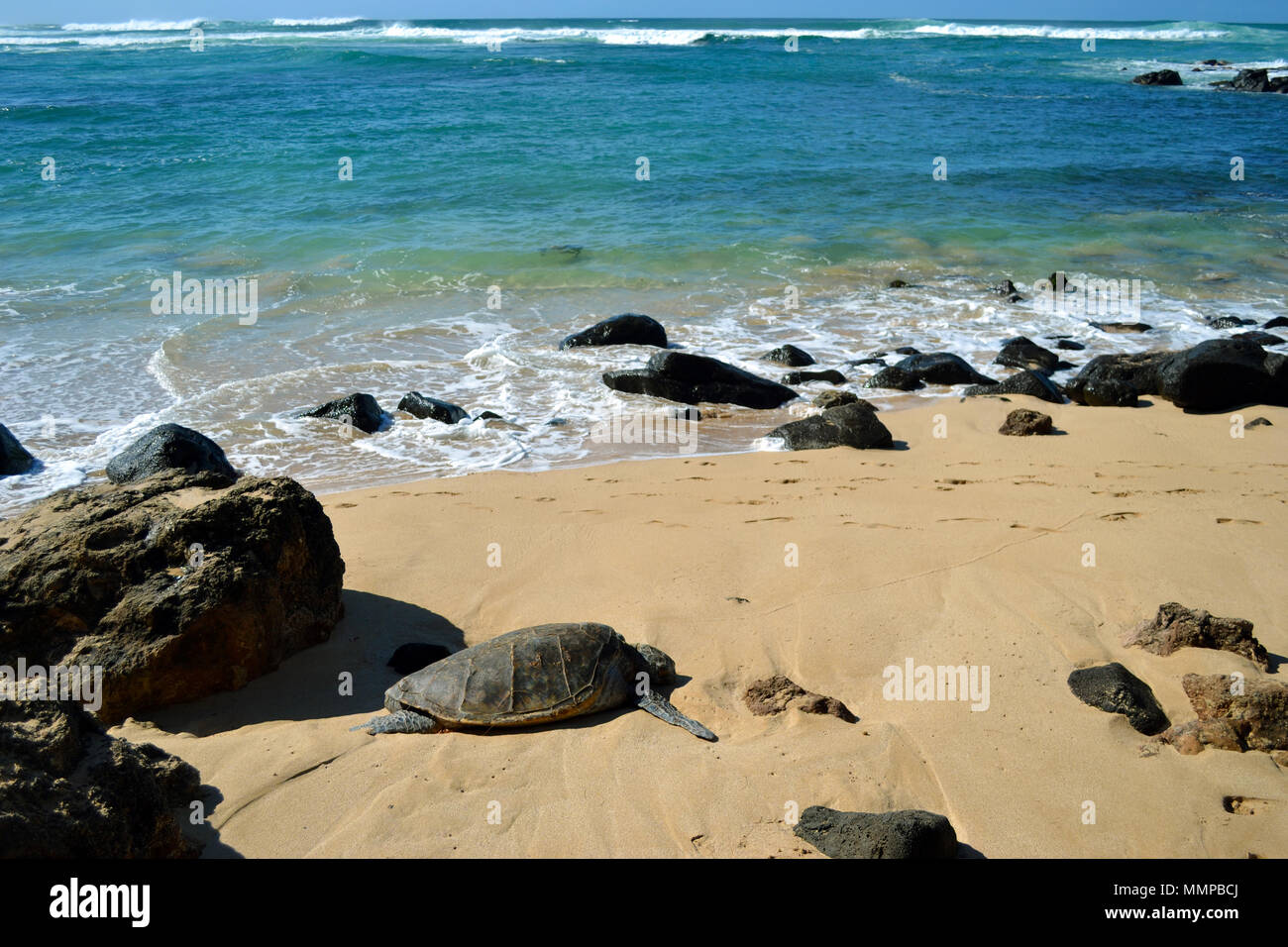 Green Sea Turtle Chelonia Mydas Rests On The Shore Of Laniakea Beach