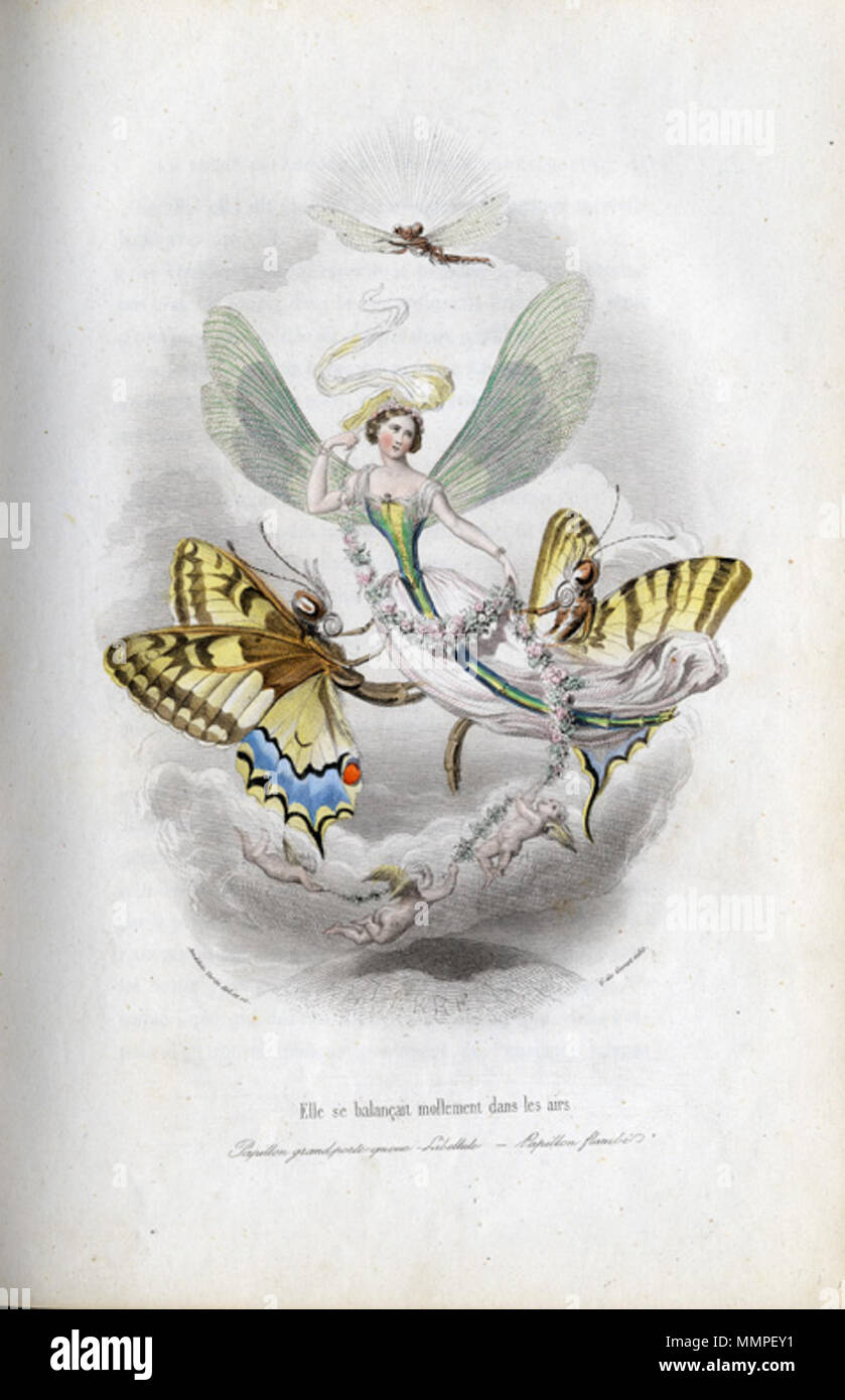 Amédée Varin Papillons 2 Stock Photo Alamy