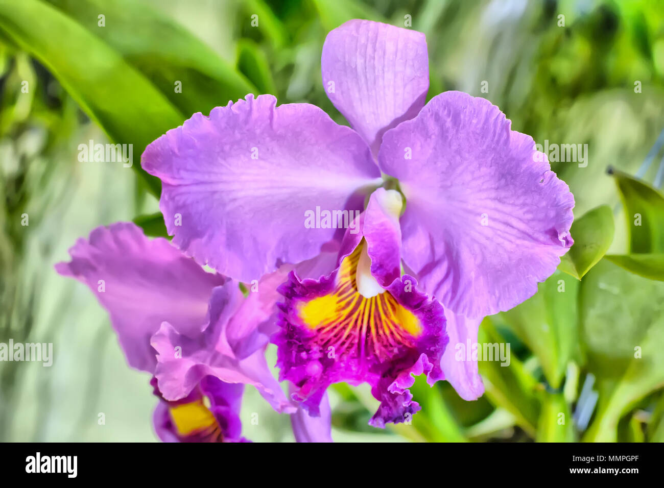 Cattleya orchids bloom on a nature background. Stock Photo