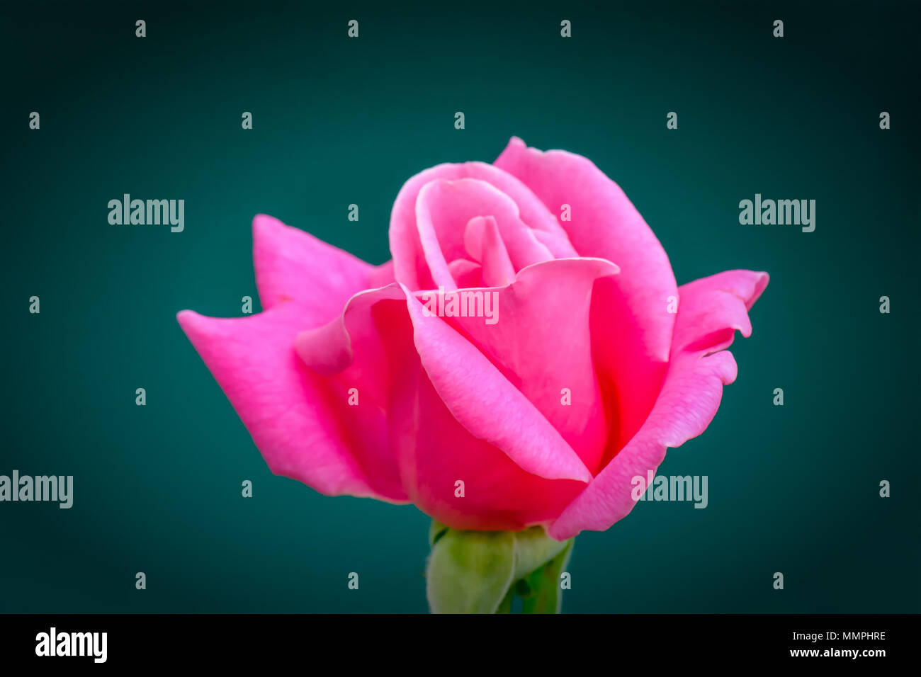 The pink rose is the flower represents love Stock Photo Alamy