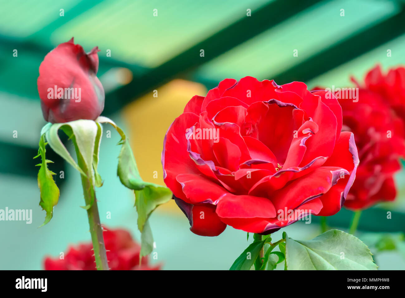 The rose is the flower represents love. Its on a nature background