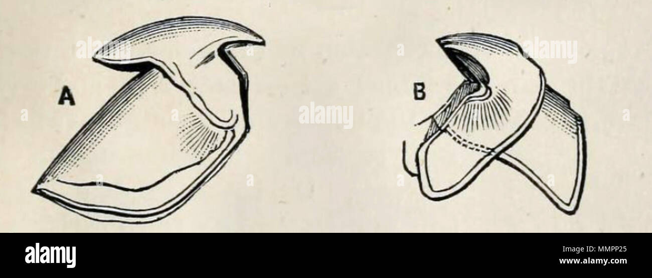 Architeuthis dux beak hi-res stock photography and images - Alamy
