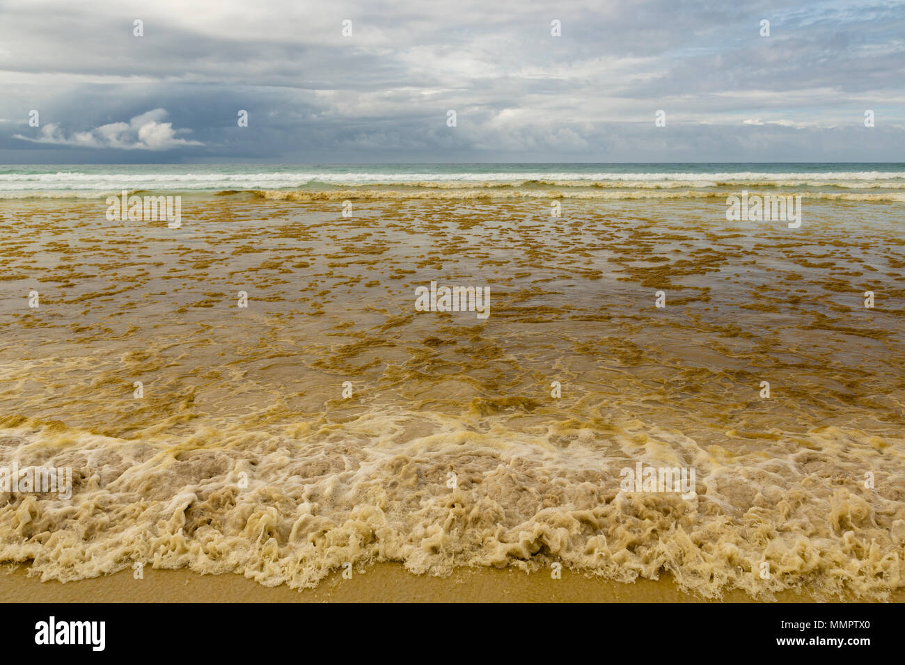 Red Tide in Galapagos Islands, Ecuador Stock Photo