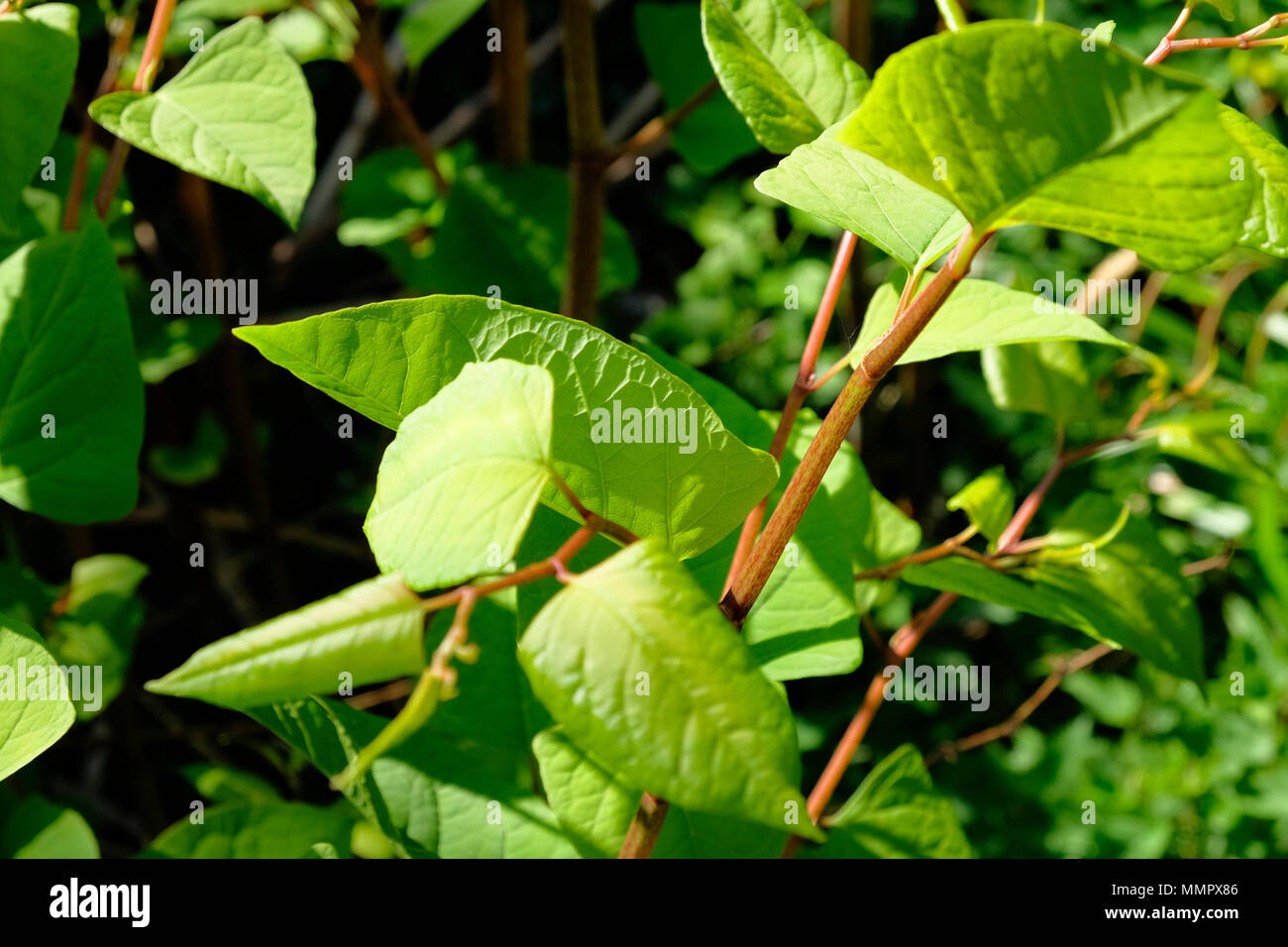 Japanese knotweed fallopia japonica growing wild, hastings, uk Stock Photo