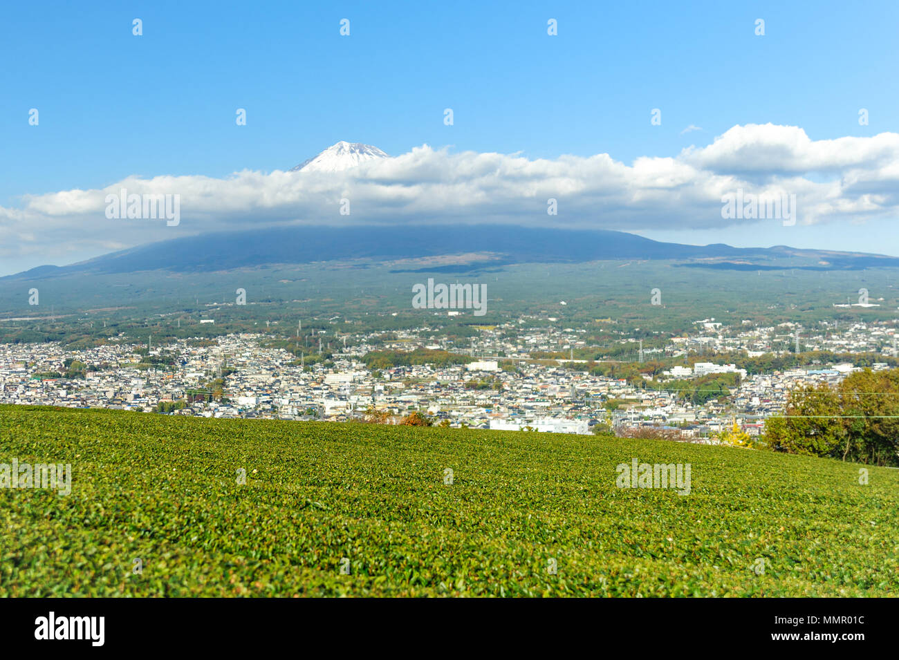 Wonderful view of Mount Fuji with green tea plantation. Fuji city, Shizuoka Prefecture, Japan. Stock Photo