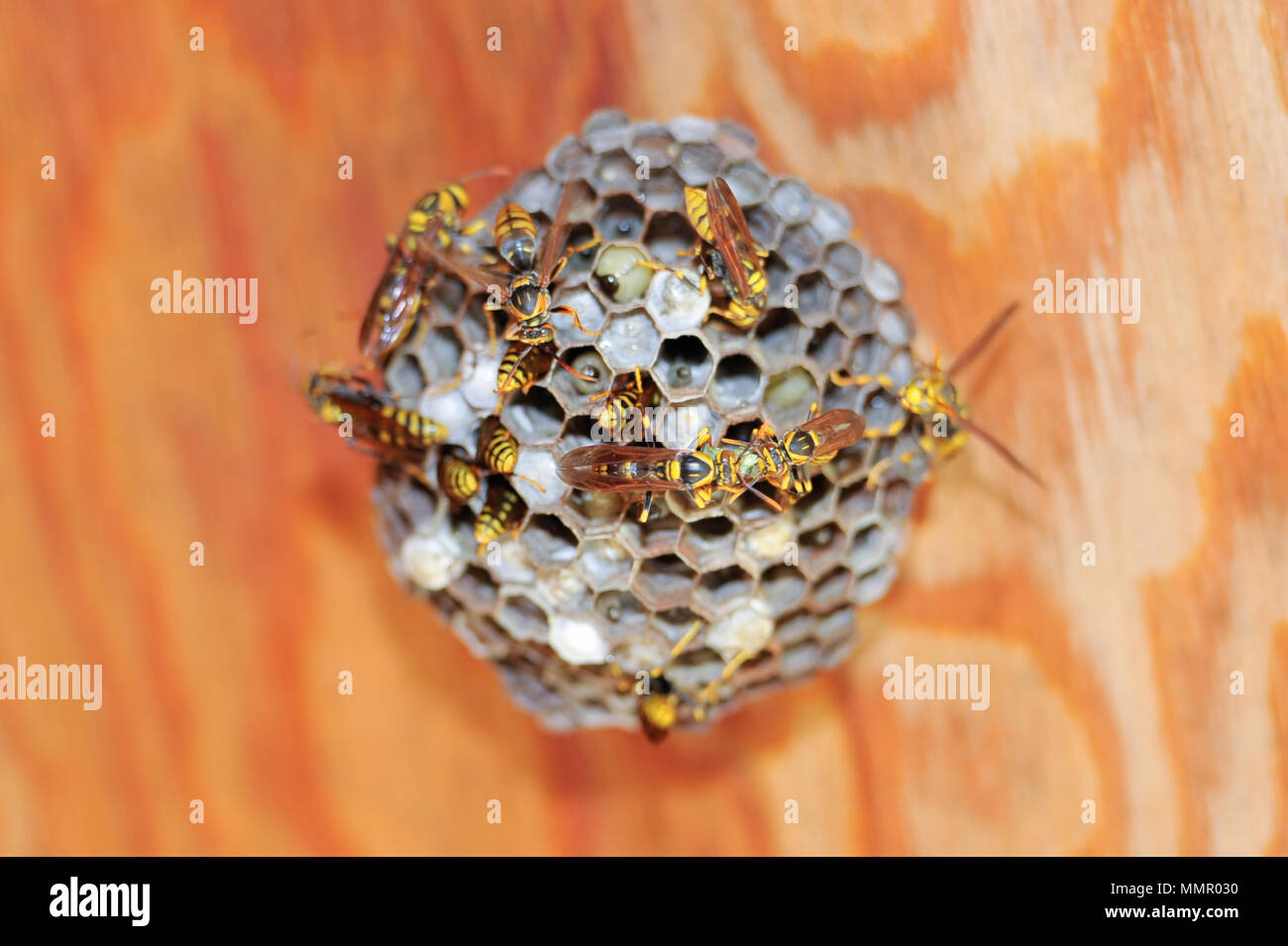 Asian giant hornet or Japanese giant hornet (Vespa mandarinia japonica). (Close-up). Stock Photo