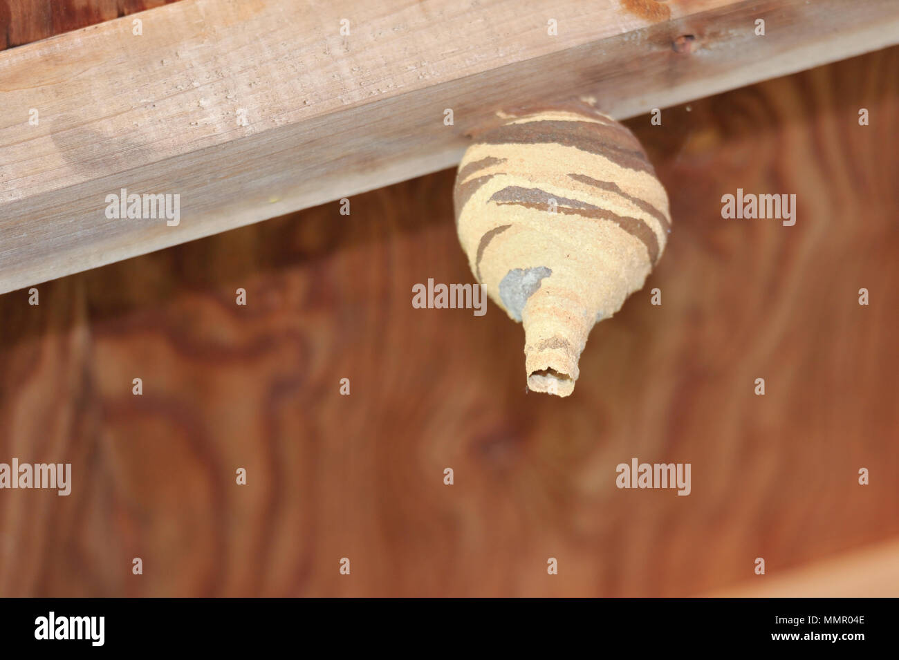 Wasp nest - Asian giant hornet or Japanese giant hornet (Vespa mandarinia japonica).  'Oosuzumebachi' literally 'giant sparrow bee'. (Close-up). Stock Photo