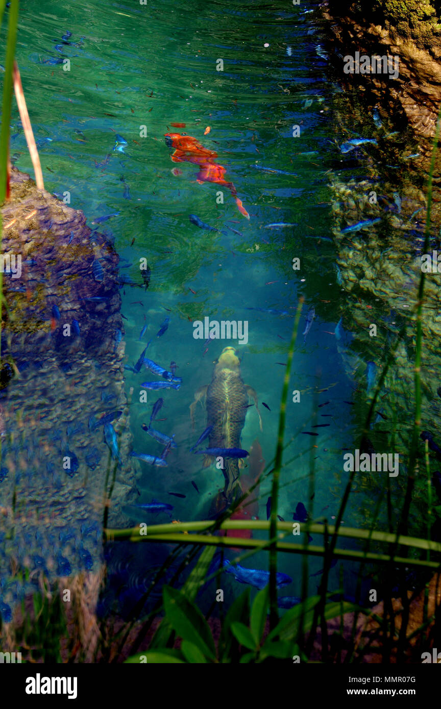 Cichlids and Kois Stock Photo