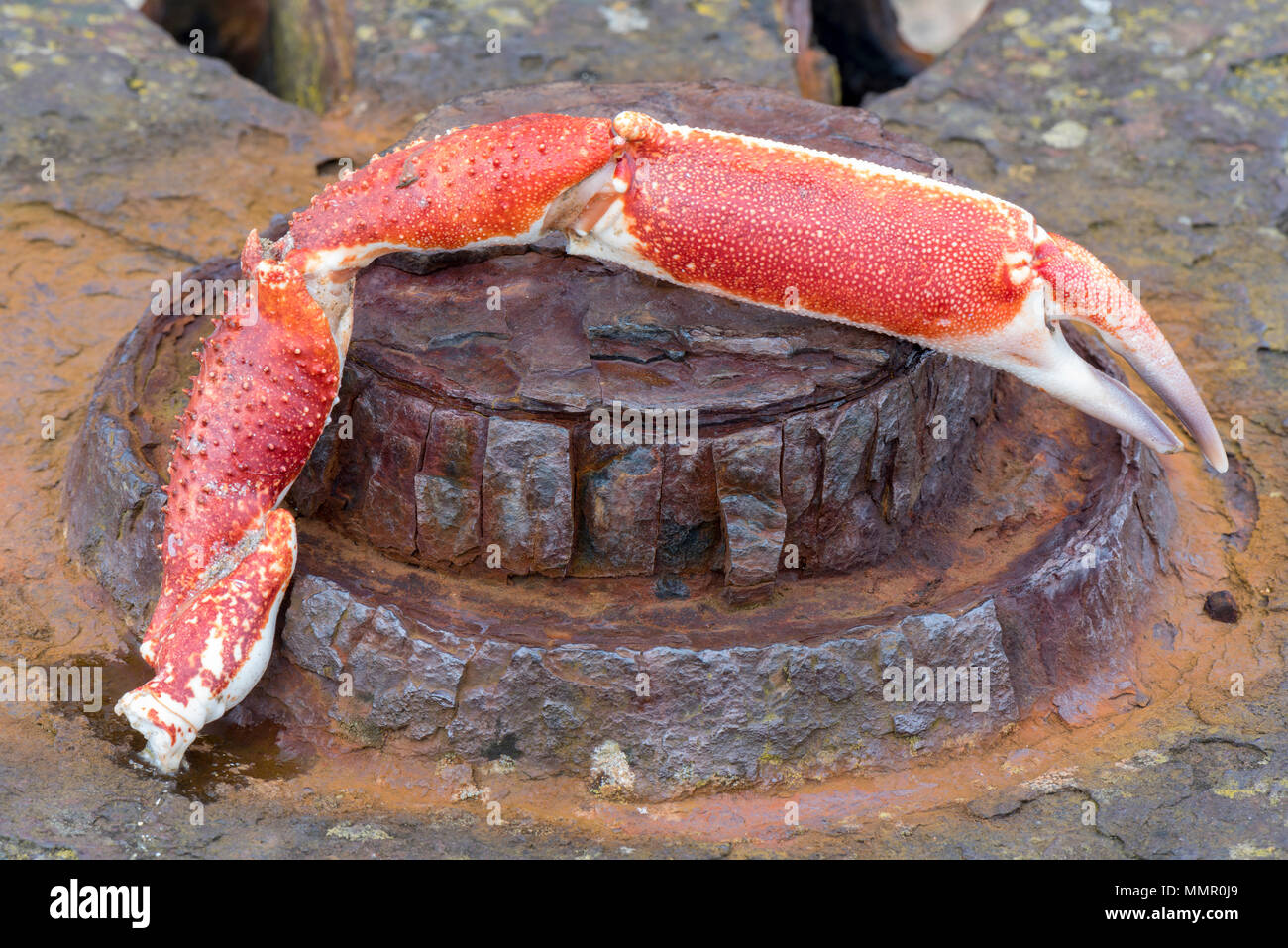 The claw of a crab or a crabs claw onan old rusty capstan or winch on