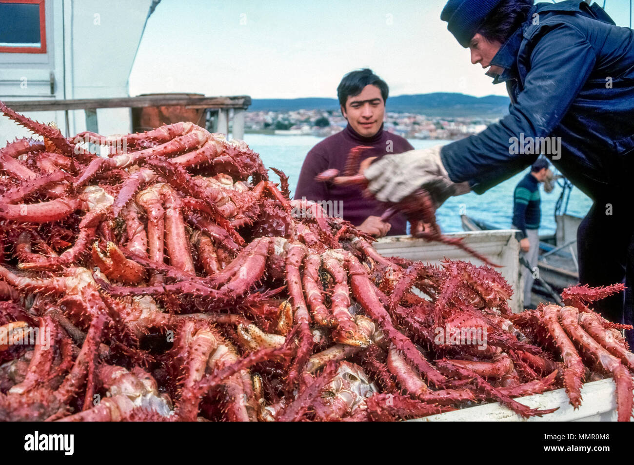 Freshly-caught King Crab are being unloaded from a fishing boat in the harbor at Punta Arenas, the southernmost city in Chile, South America. Known for their sweet and delicate meat, these large crustaceans are wild caught in traps during the July through November season. The annual Chilean catch is more than 4,000 tons, 90 percent of which is exported. Stock Photo