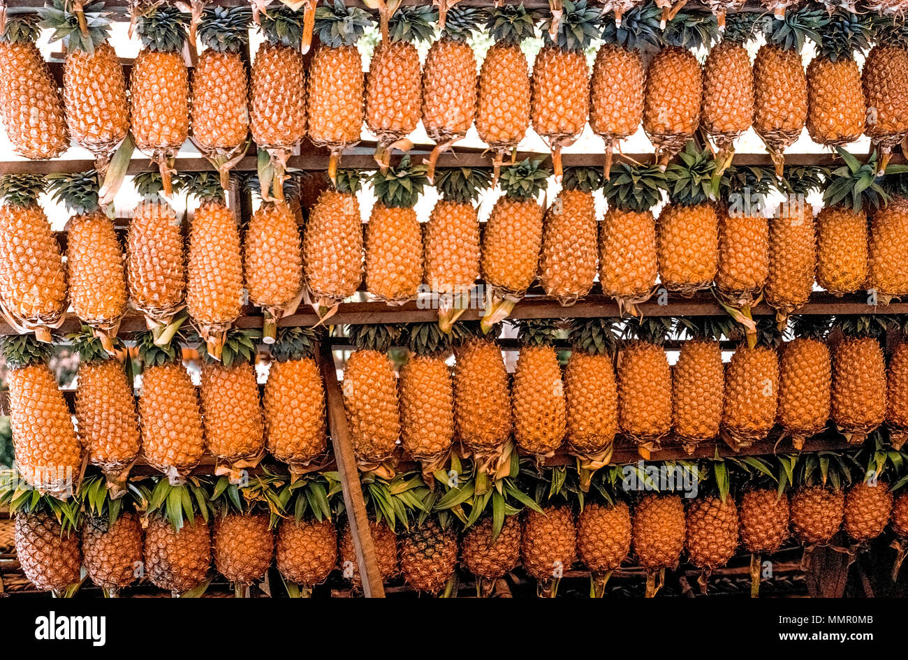 Golden pineapples freshly cut from the field are displayed for sale at stalls in Imbulgoda along a countryside road near Kandy in Sri Lanka, South Asia. The tasty fruit, known locally as annasi, is a popular ingredient in Sri Lankan cuisine. Among the best-known dishes is sweet and sour pineapple curry, a delicious concoction made from pineapple cubes cooked in spicy coconut milk gravy. Stock Photo