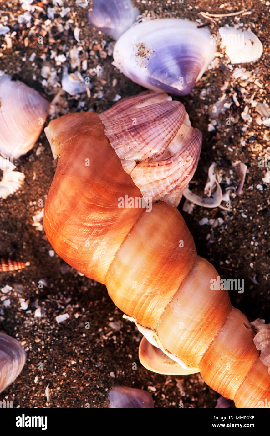 seashells at lowtide on the sands of Can gio beach in south vietnam on a sunny morning. Stock Photo