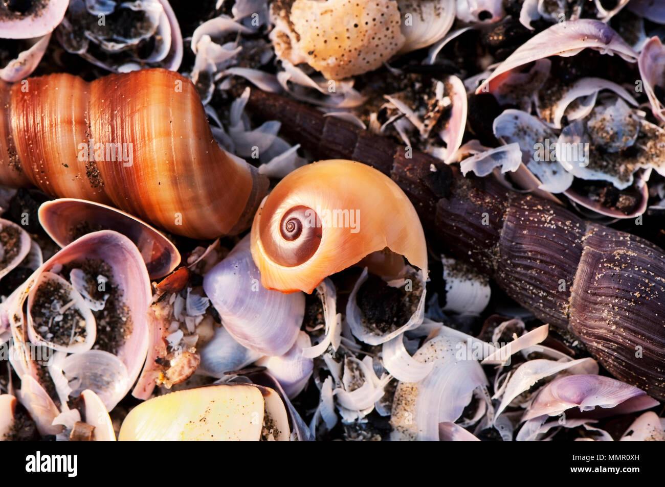 Colorful shells hi-res stock photography and images - Page 33 - Alamy
